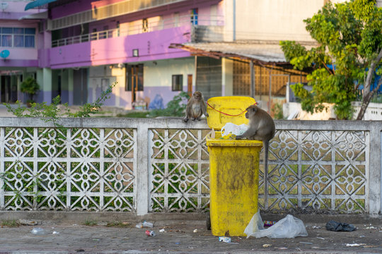 monket find something to eat on the bin
