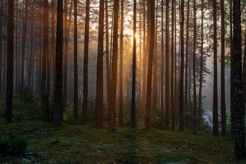 Fototapeta premium green moss on forestbed in mixed tree forest with tree trunks and green grass
