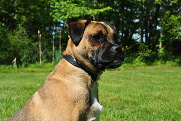 Portrait of a Pug & Jack Russell Terrier Mixed Puppy 
