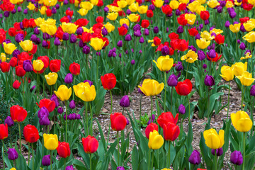 Tulips in City Hall Park, Manhattan, New York