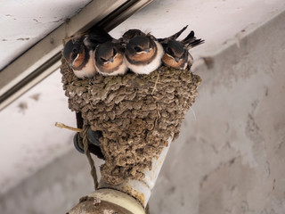 喉が赤くなってきたツバメ