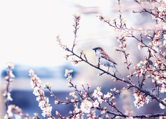 natural background with small bird Sparrow sitting on the branches of the cherry blossoms in the may garden in a quiet lilac morning