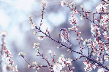 natural background with small bird Sparrow sitting on the branches of the cherry blossoms in the may garden under the warm rain