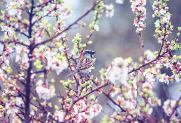 little bird Sparrow sitting on the branches of cherry blossoms in the may garden in the warm rain