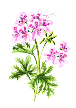 Pelargonium graveolens or Pelargonium x asperum, geranium plant, flower with leaves. Watercolor hand drawn illustration  isolated on white background