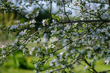 blooming apple tree in country garden in summer