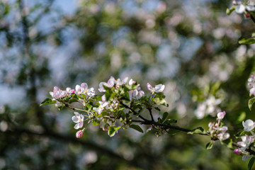 blooming apple tree in country garden in summer