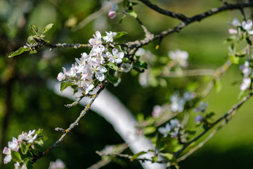 blooming apple tree in country garden in summer