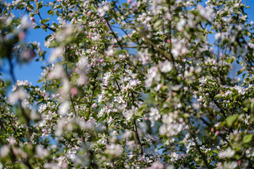 blooming apple tree in country garden in summer