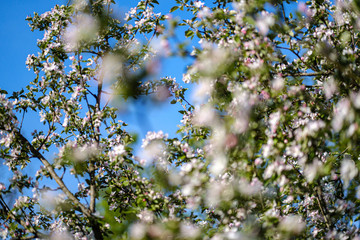 blooming apple tree in country garden in summer