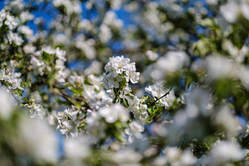 blooming apple tree in country garden in summer. close up details with blue sky