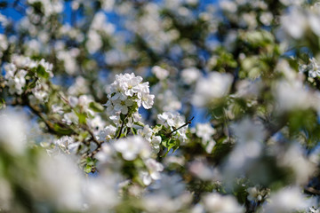 blooming apple tree in country garden in summer. close up details with blue sky