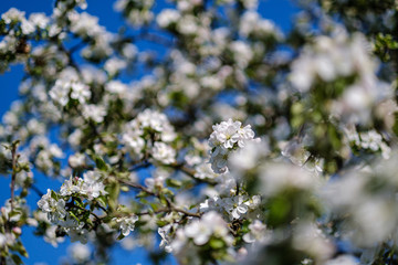blooming apple tree in country garden in summer. close up details with blue sky