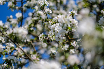 blooming apple tree in country garden in summer. close up details with blue sky