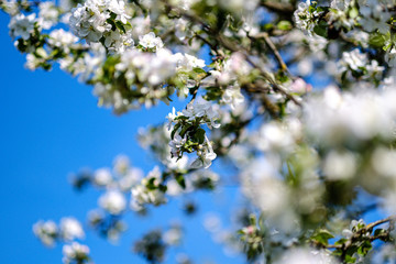 blooming apple tree in country garden in summer. close up details with blue sky