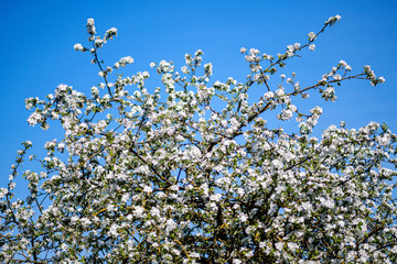 blooming apple tree in country garden in summer. close up details with blue sky
