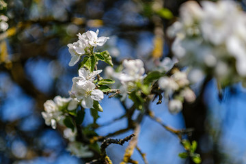 blooming apple tree in country garden in summer. close up details with blue sky