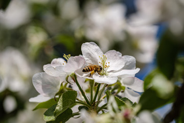 blooming apple tree in country garden in summer. close up details with blue sky