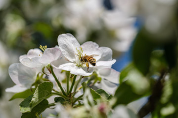 blooming apple tree in country garden in summer. close up details with blue sky