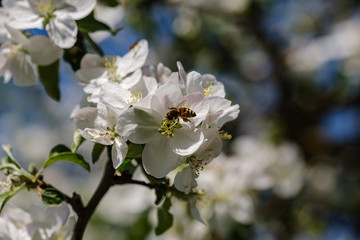 blooming apple tree in country garden in summer. close up details with blue sky