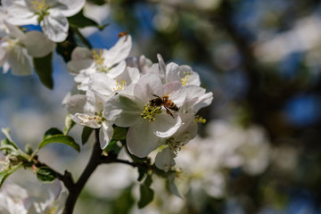 blooming apple tree in country garden in summer. close up details with blue sky