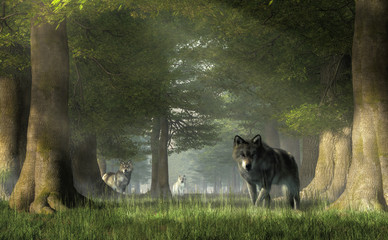 In a forest, a pair of grey timber wolves advances on you while the white furred alpha watches from a distance.  Watch out! These predators can be dangerous.  Beware the pack. 3D Rendering - obrazy, fototapety, plakaty