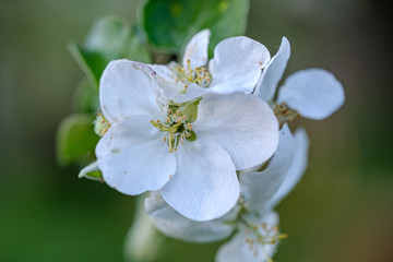 blooming apple tree in country garden in summer. close up details with blue sky