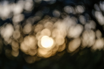 sunset behind trees with lens blur effect