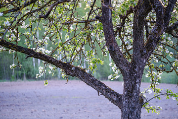 blooming apple tree in country garden in summer