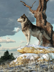 A lone gray wolf stands atop a pile of snow covered boulders.  Seen in profile, this alert hunter looks across a wintry landscape in the North American wilderness. 3D Rendering