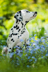 Dalmatian puppy in a forget me not meadow