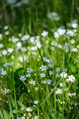 small white flowers in green meadow in summer