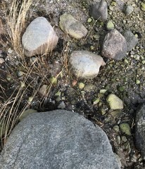 old wood on the beach