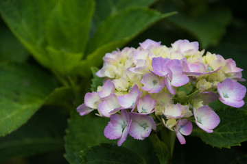 薄紫色のアジサイ