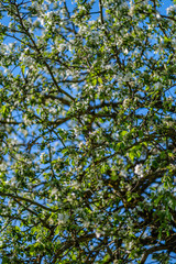 blooming apple tree in country garden in summer. close up details with blue sky