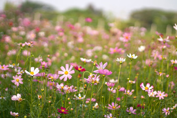 Cosmos bipinnatus feel refreshed, relaxed When it comes to natural touch