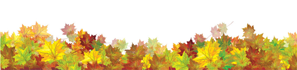 Vector autumnal  maples leaves border  isolated.