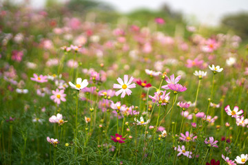 Cosmos flower in the green fields. 