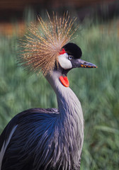 Beautiful African bird Black crowned crane close up - with a beautiful bright crest.