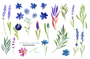 Fototapeta na wymiar Collection of forest flowers and herbs. Summer illustration. Watercolor illustration. For banners, cards, patterns, invitations.