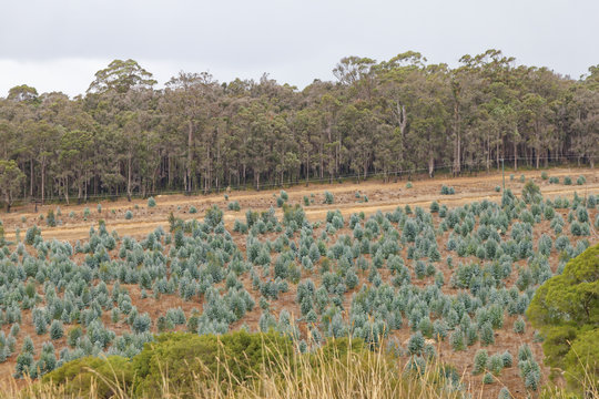 Eukalyptus Schonung