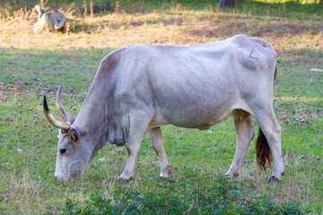 Alberese (Gr), Italy, cow in the Maremma country, Tuscany