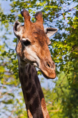 Head of a giraffe on a background of green. cute animal
