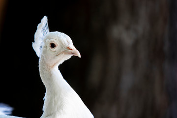 Albino peacock closeup with eye facing viewer. Dark background. Negative space.