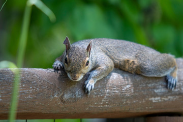 Eastern grey squirrel lounging on a fence rail facing viewer
