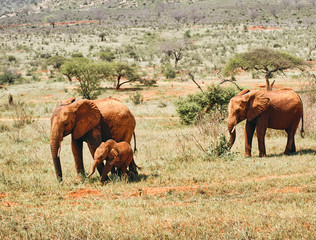 Fototapeta na wymiar African elephants in the African savanna, in the Tsavo national park of Kenya, during an open-air safari vehicle