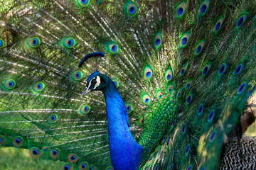 Fototapeta na wymiar Adult male peacock displaying beautiful irridescent plumage