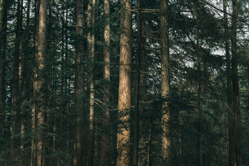 Obraz premium Pine trunks in forest in sunlight.