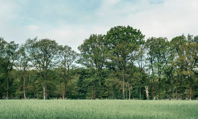 Meadow with tall grass near forest under cloudy sky.