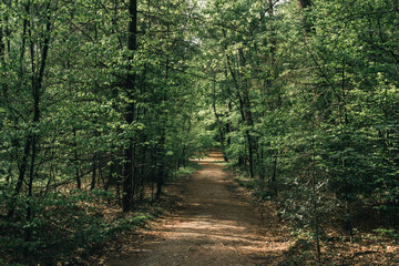 Pathway in sunny spring forest.